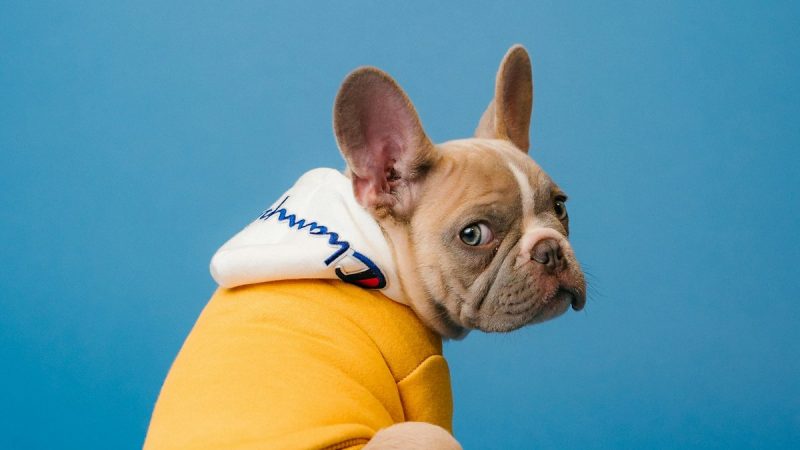 Perro descansando en residencia canina profesional con instalaciones físicas en España