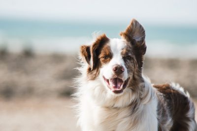 La Daga (Residència Canina)