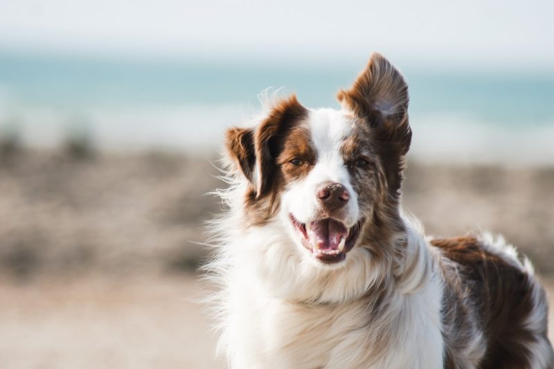 Dogland